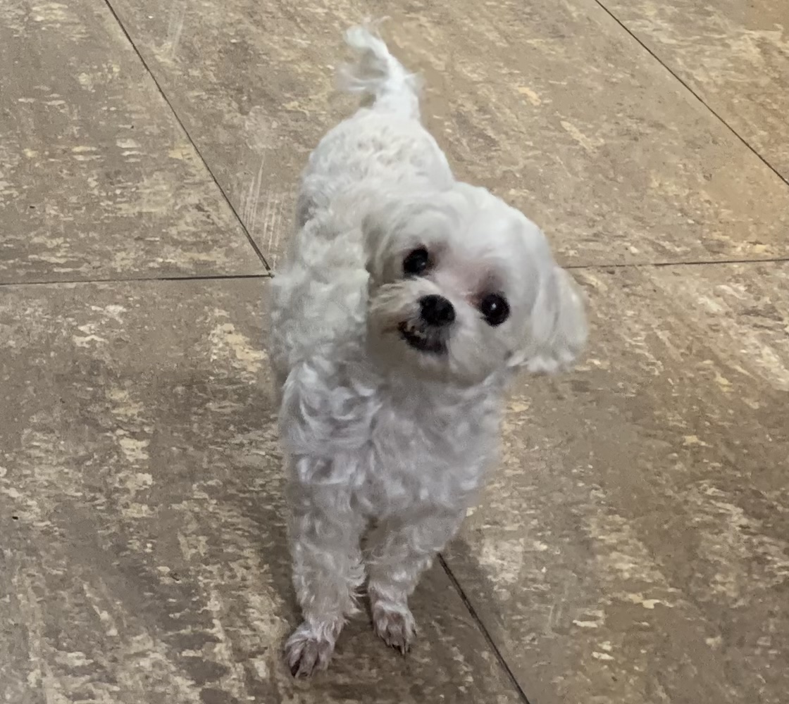 유기견보호센터 강아지보호소 고양이보호소 - 펫찾기 35번째 사진