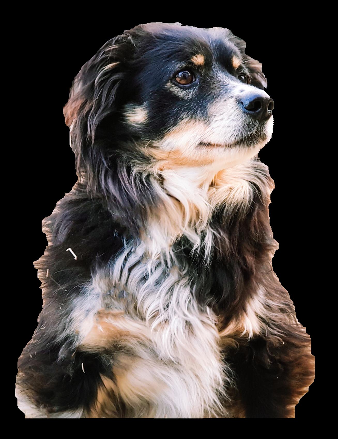 꼬맹이를 찾습니다 - 강아지 찾아요 - 유기견 보호 센터 - 이미지 1