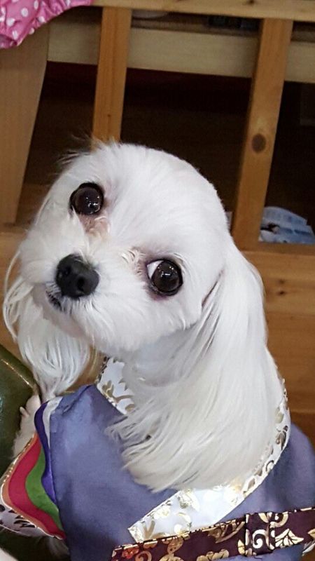 유기견보호센터 강아지보호소 고양이보호소 - 펫찾기 7번째 사진