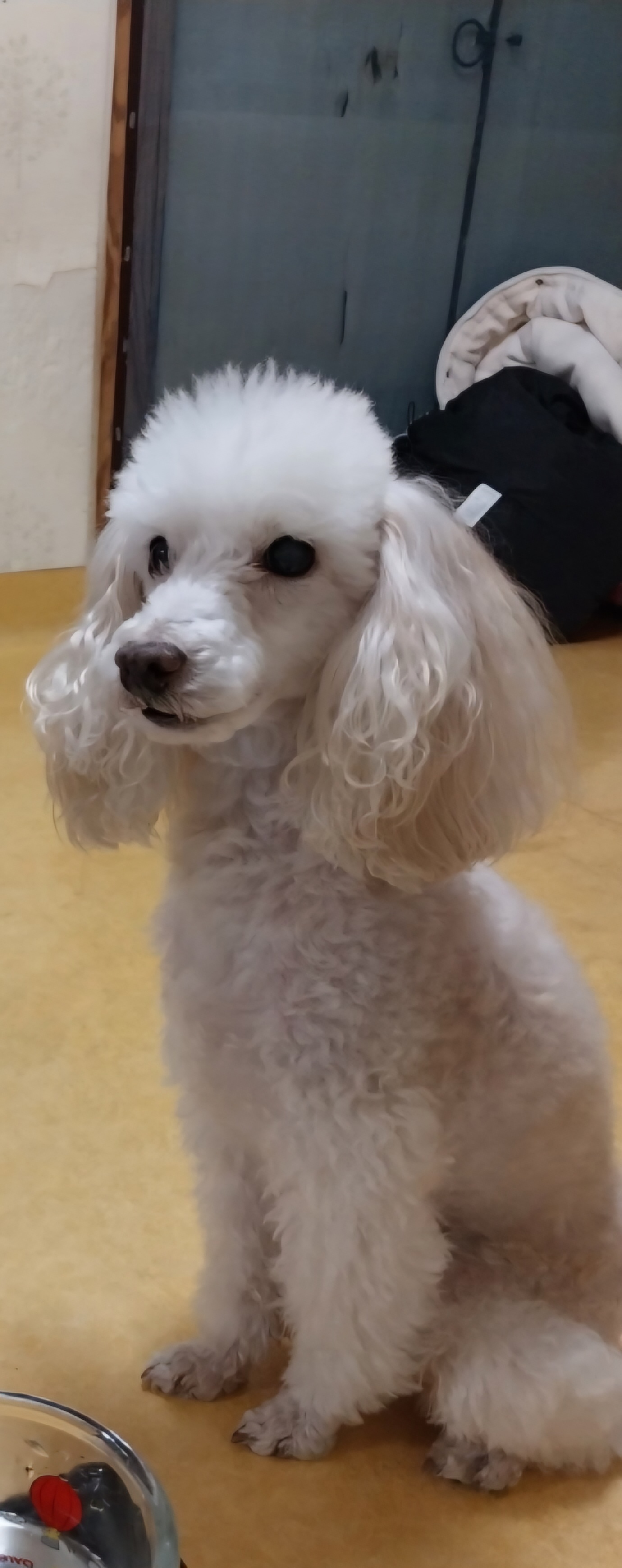 유기견보호센터 강아지보호소 고양이보호소 - 펫찾기 31번째 사진