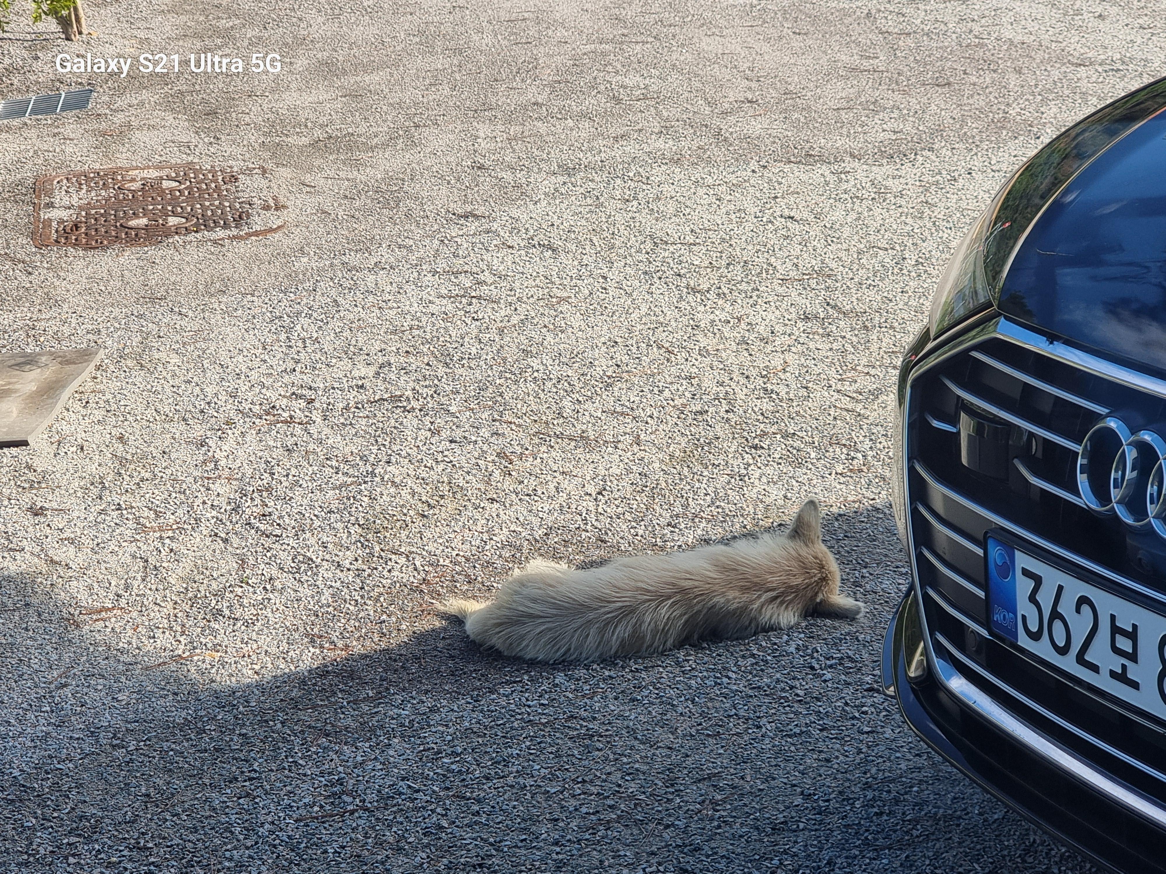 믹스견 - 강아지 찾아요 - 유기견 보호 센터 - 이미지 1