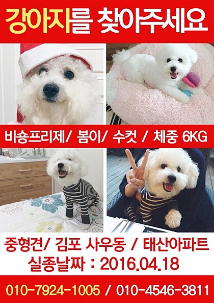 김포 사우동 비숑 봄이 찾습니다