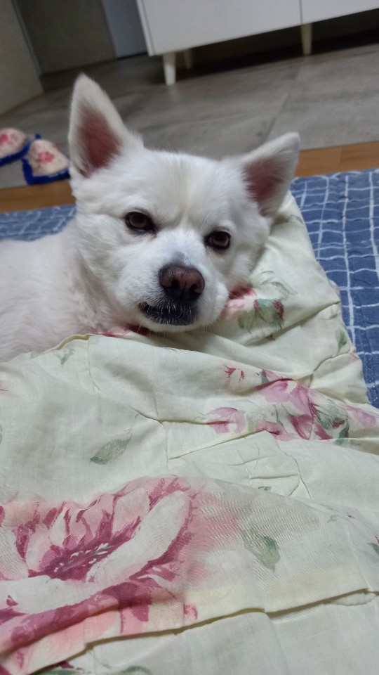 유기견보호센터 강아지보호소 고양이보호소 - 펫찾기 24번째 사진