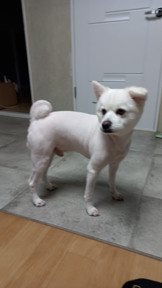 유기견보호센터 강아지보호소 고양이보호소 - 펫찾기 25번째 사진