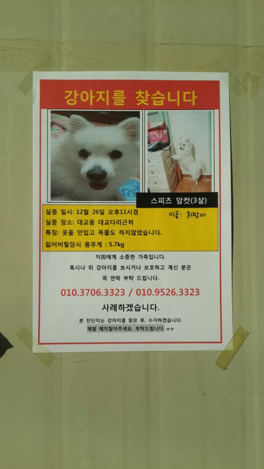 스피츠 암컷찾아요ㅠㅠ 2번째 사진