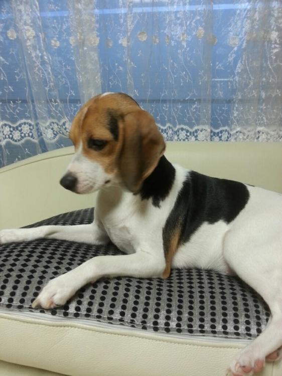 유기견보호센터 강아지보호소 고양이보호소 - 펫찾기 22번째 사진