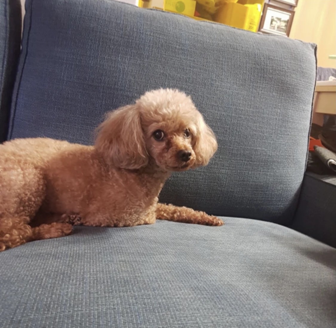 유기견보호센터 강아지보호소 고양이보호소 - 펫찾기 8번째 사진