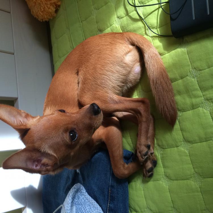 관악구 신림동 미성동/ 갈색 여우닮은 보리찾아요