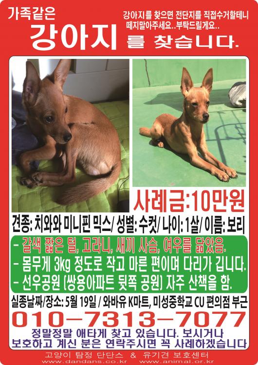 관악구 신림동 미성동/ 갈색 여우닮은 보리찾아요 3번째 사진