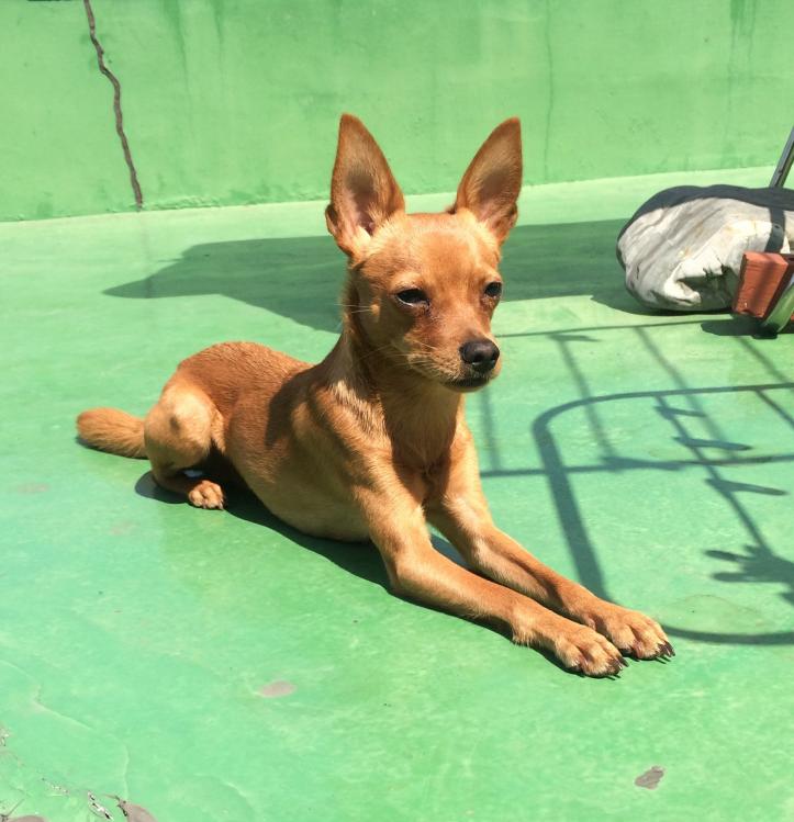 관악구 신림동 미성동/ 갈색 여우닮은 보리찾아요 2번째 사진