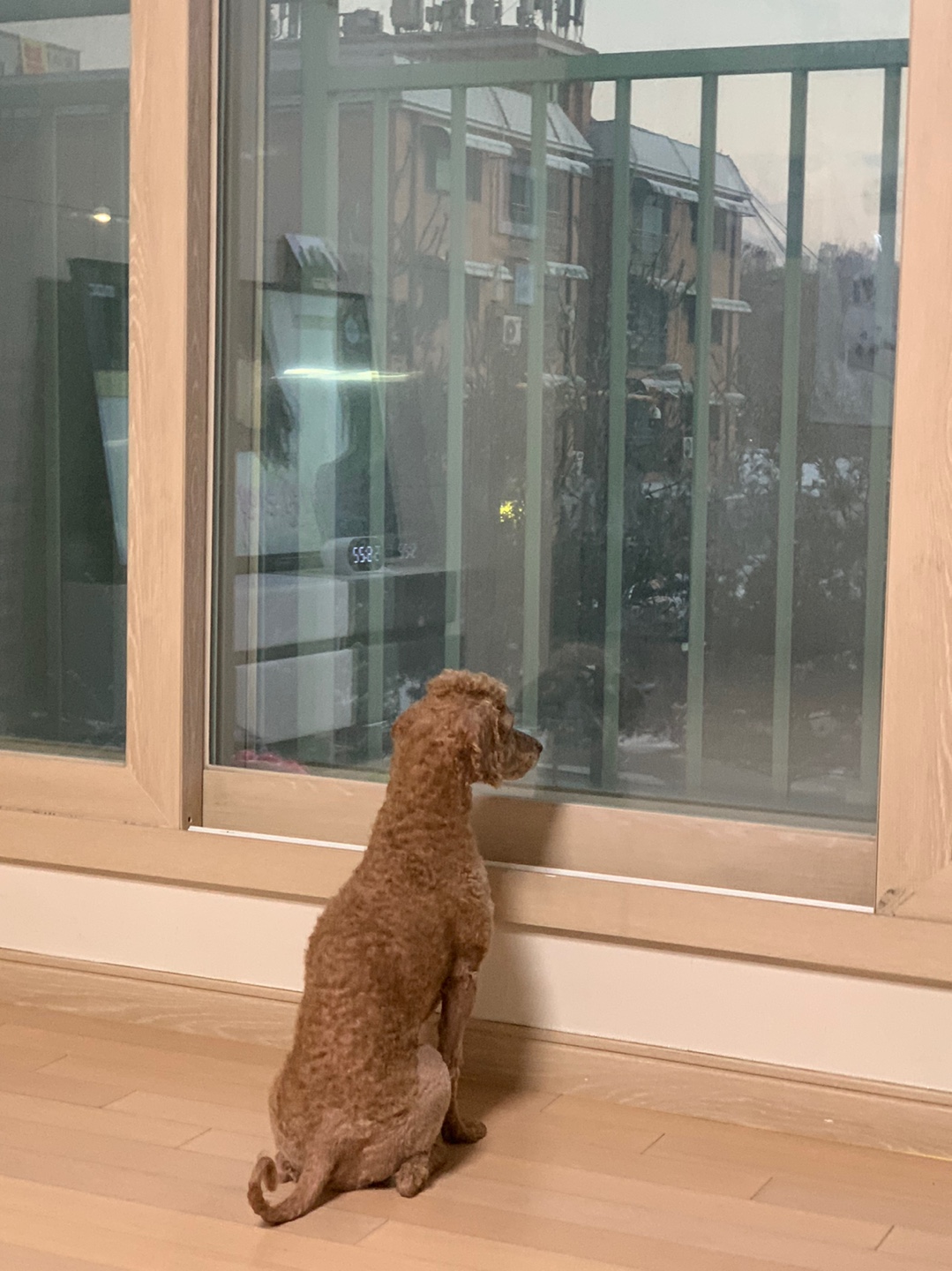 우리 갈색 푸들 티모를 찾아주세요. 4번째 사진