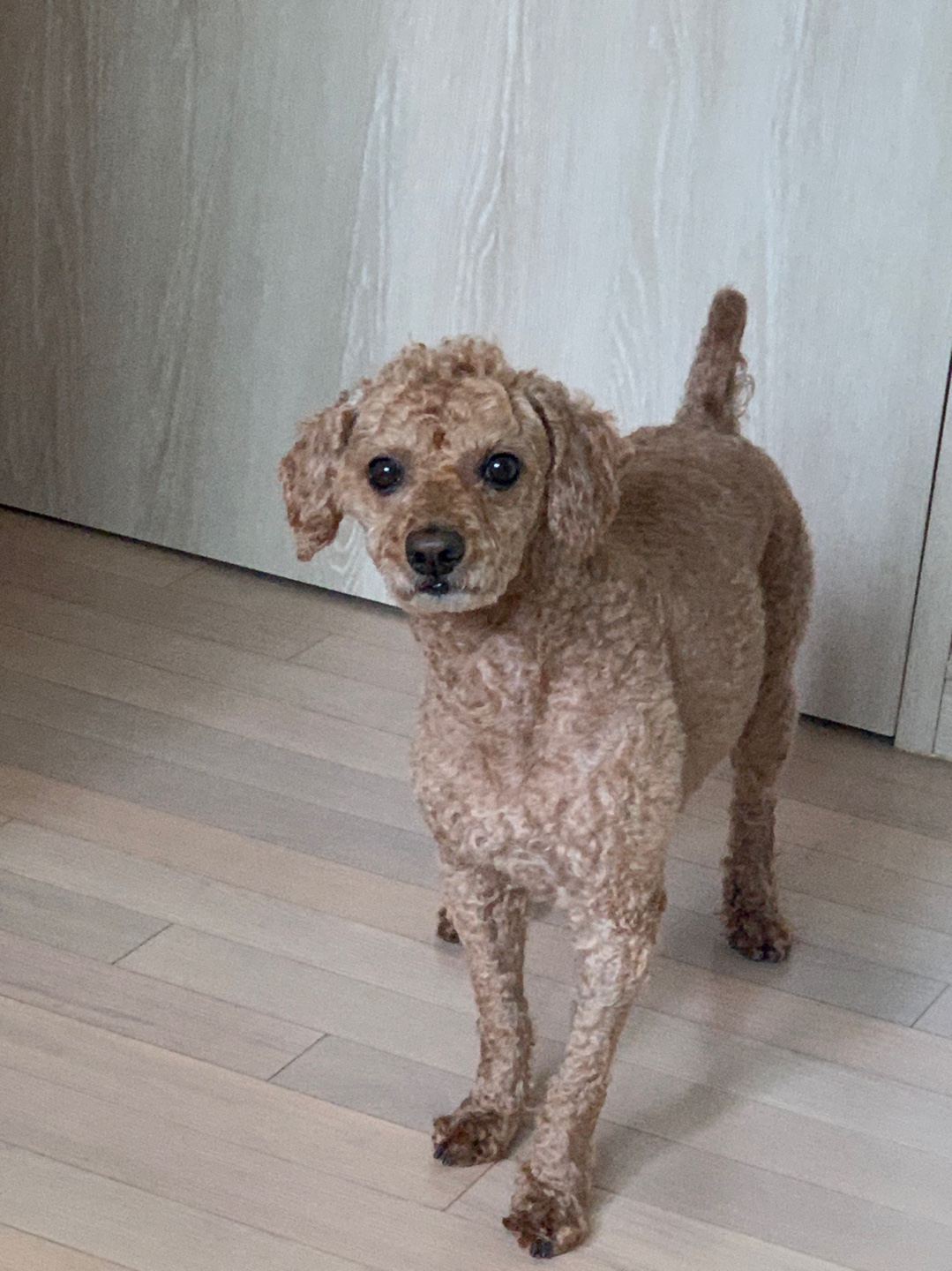 우리 갈색 푸들 티모를 찾아주세요. 3번째 사진