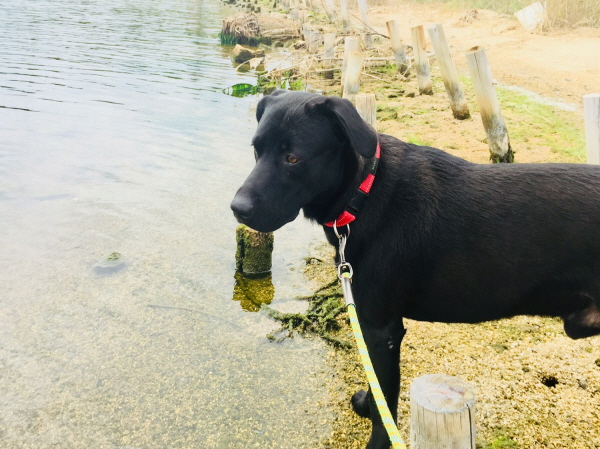 유기견보호센터 강아지보호소 고양이보호소 - 펫찾기 4번째 사진