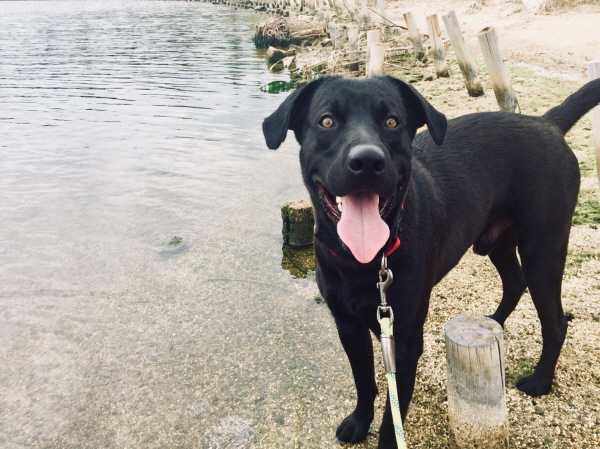 유기견보호센터 강아지보호소 고양이보호소 - 펫찾기 5번째 사진