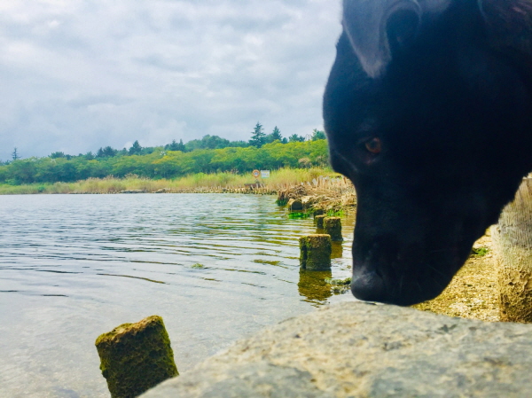 유기견보호센터 강아지보호소 고양이보호소 - 펫찾기 3번째 사진