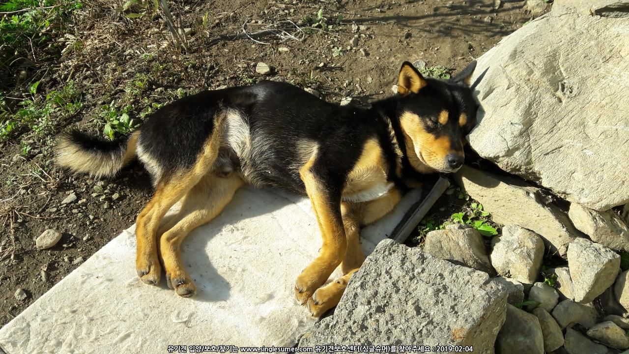 유기견보호센터 강아지보호소 고양이보호소 - 펫찾기 13번째 사진