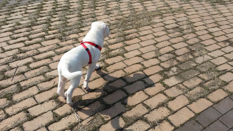 유기견보호센터 강아지보호소 고양이보호소 - 펫찾기 18번째 사진