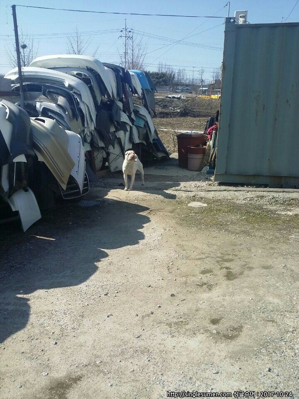 유기견보호센터 강아지보호소 고양이보호소 - 펫찾기 20번째 사진