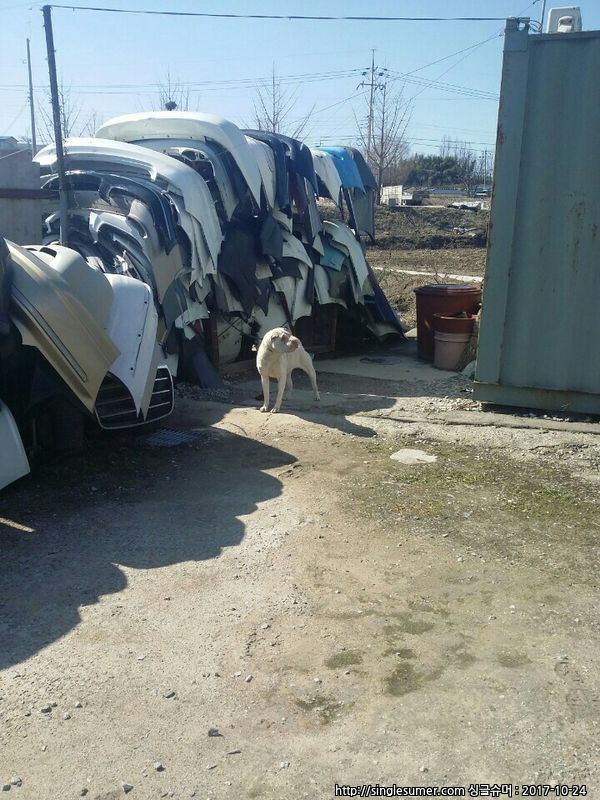 유기견보호센터 강아지보호소 고양이보호소 - 펫찾기 19번째 사진