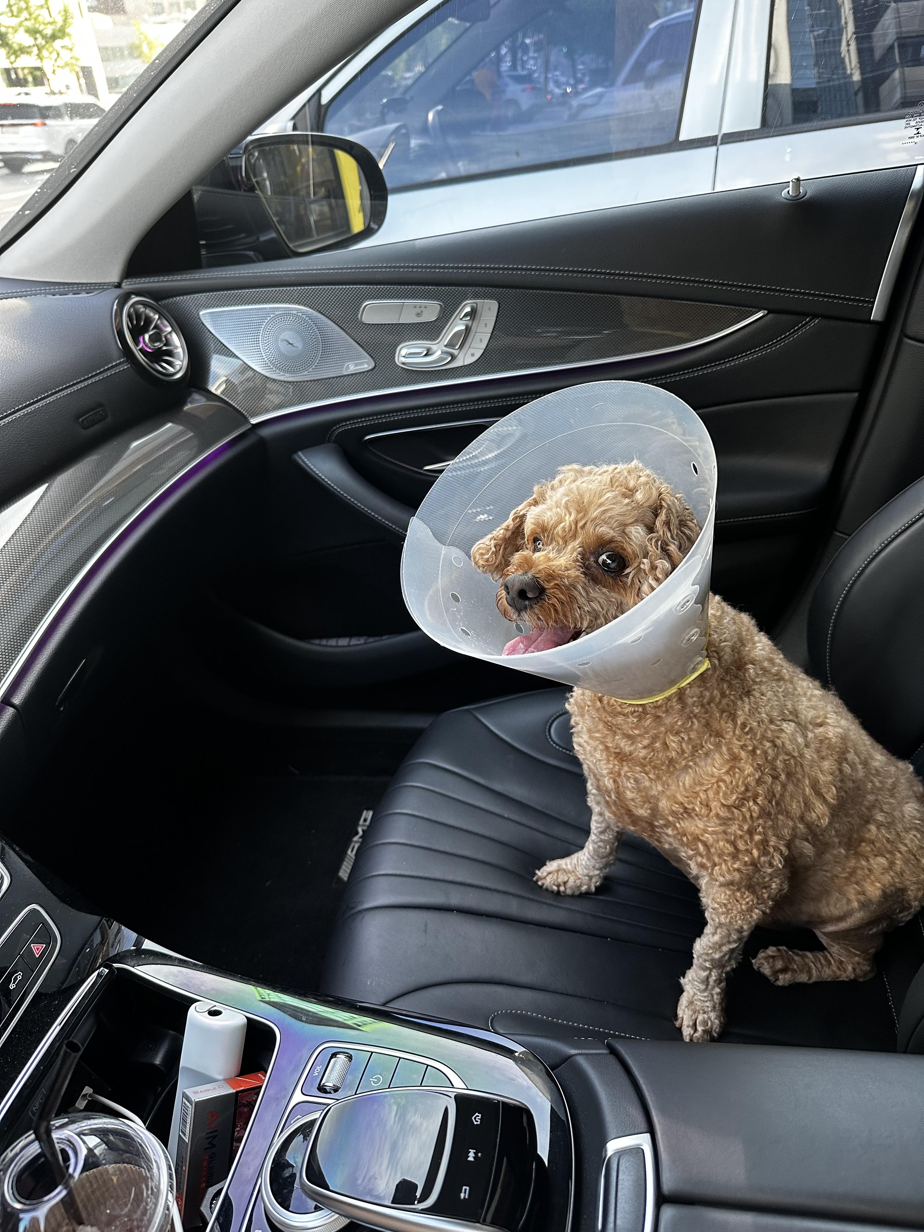 쿠키 안전하게 찾았습니다 감사합니다 - 강아지 찾아요 - 유기견 보호 센터 - 이미지 6