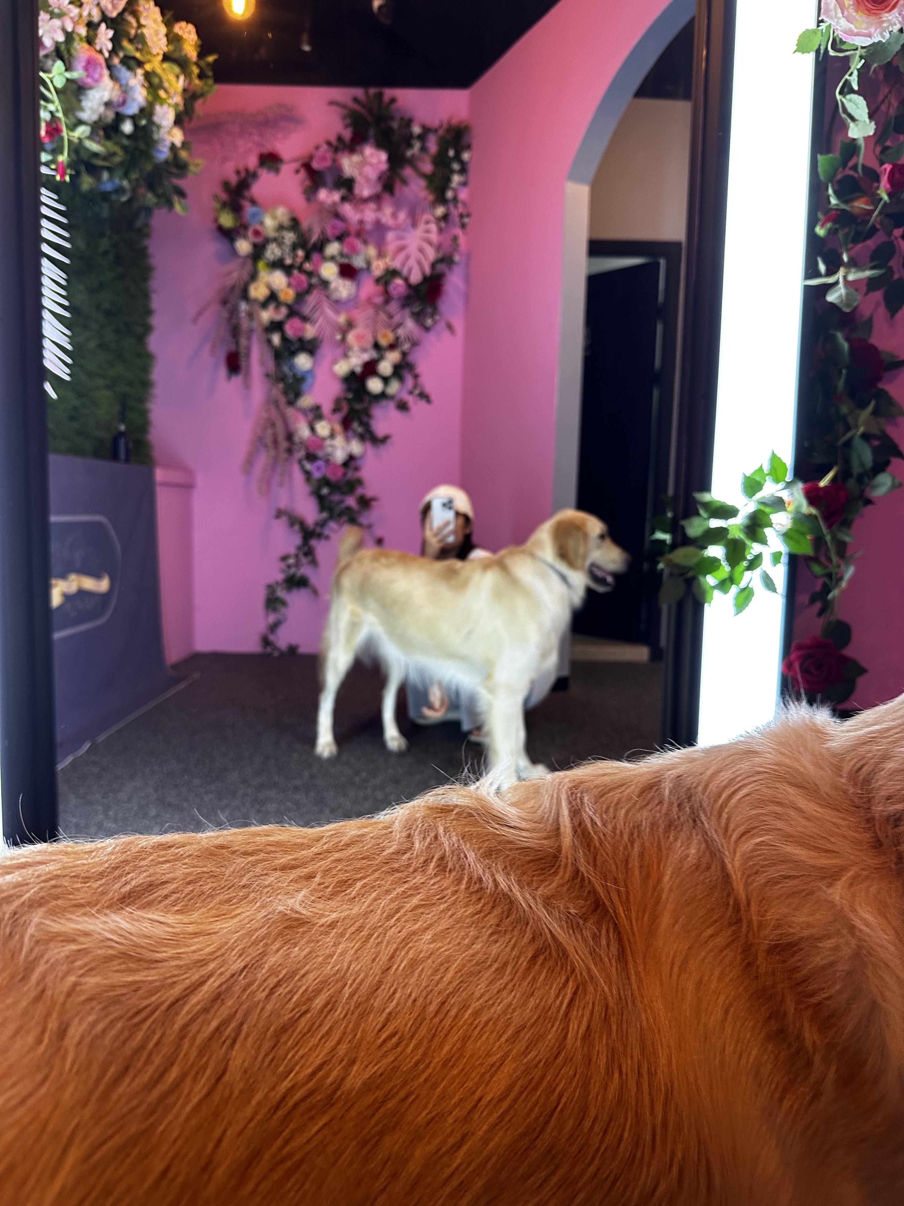 쿠키 안전하게 찾았습니다 감사합니다 - 강아지 찾아요 - 유기견 보호 센터 - 이미지 4