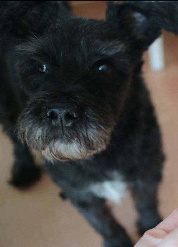 슈나우져 뭉치를 찾습니다