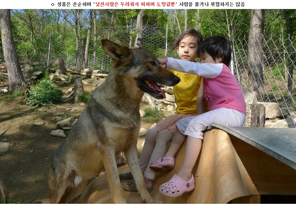 " 울프독(F1)" 찿읍니다(사례금500만원) - 강아지 찾아요 - 유기견 보호 센터 - 이미지 4