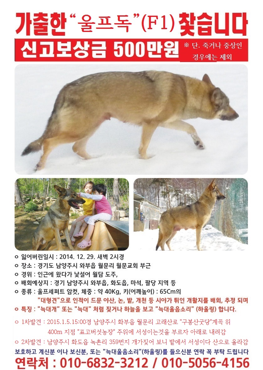 " 울프독(F1)" 찿읍니다(사례금500만원) - 강아지 찾아요 - 유기견 보호 센터 - 이미지 1