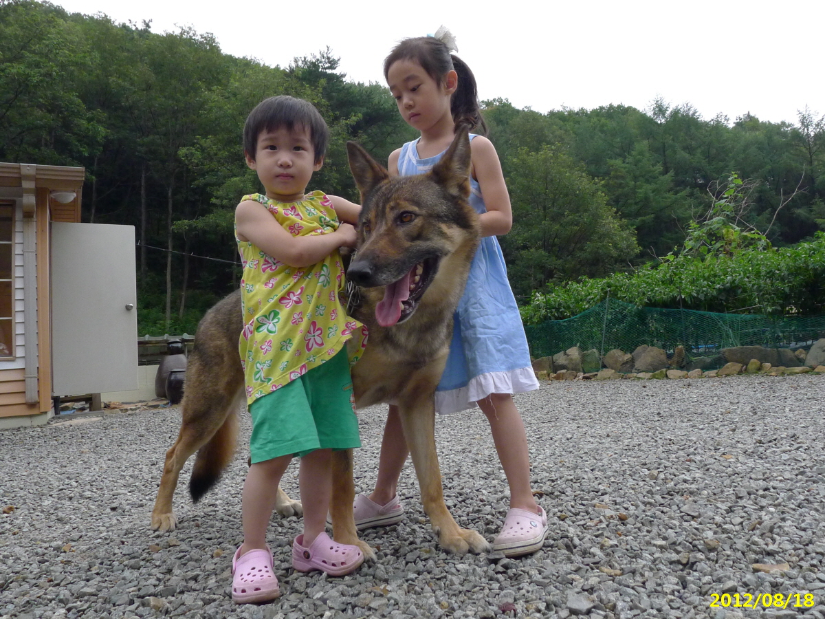 " 울프독(F1)" 찿읍니다(사례금500만원) - 강아지 찾아요 - 유기견 보호 센터 - 이미지 3