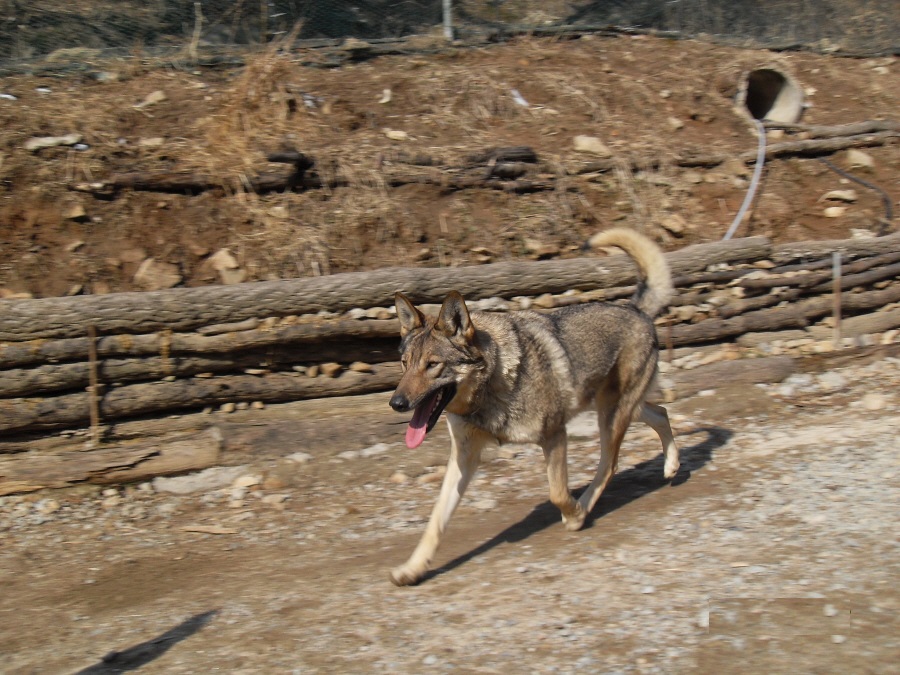 " 울프독(F1)" 찿읍니다(사례금500만원) - 강아지 찾아요 - 유기견 보호 센터 - 이미지 2