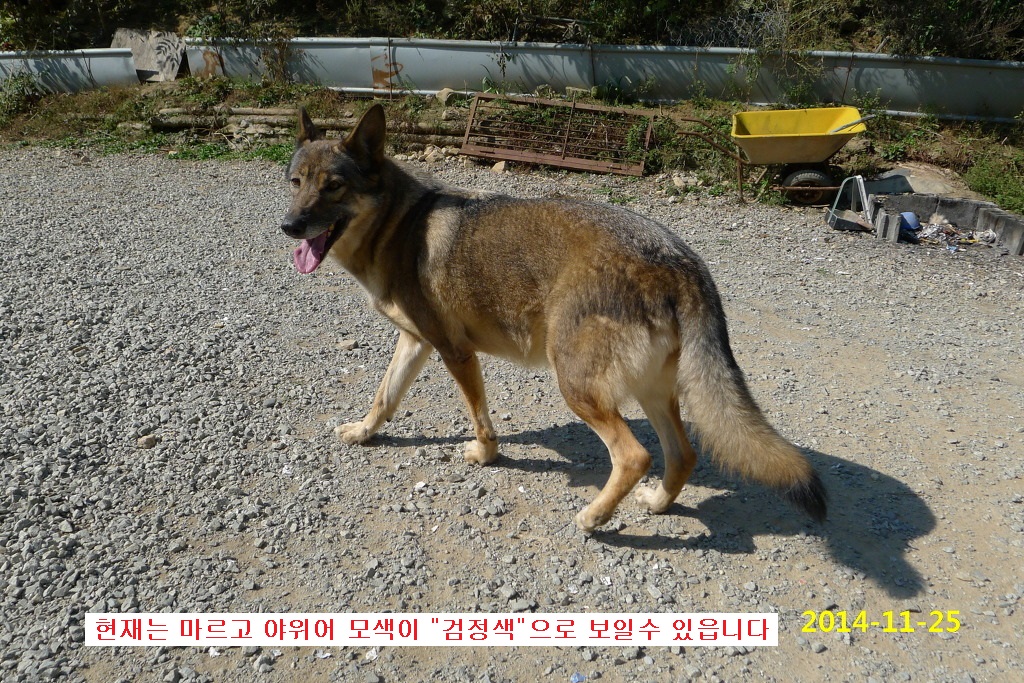 " 울프독(F1)" 찿읍니다(사례금500만원) - 강아지 찾아요 - 유기견 보호 센터 - 이미지 5