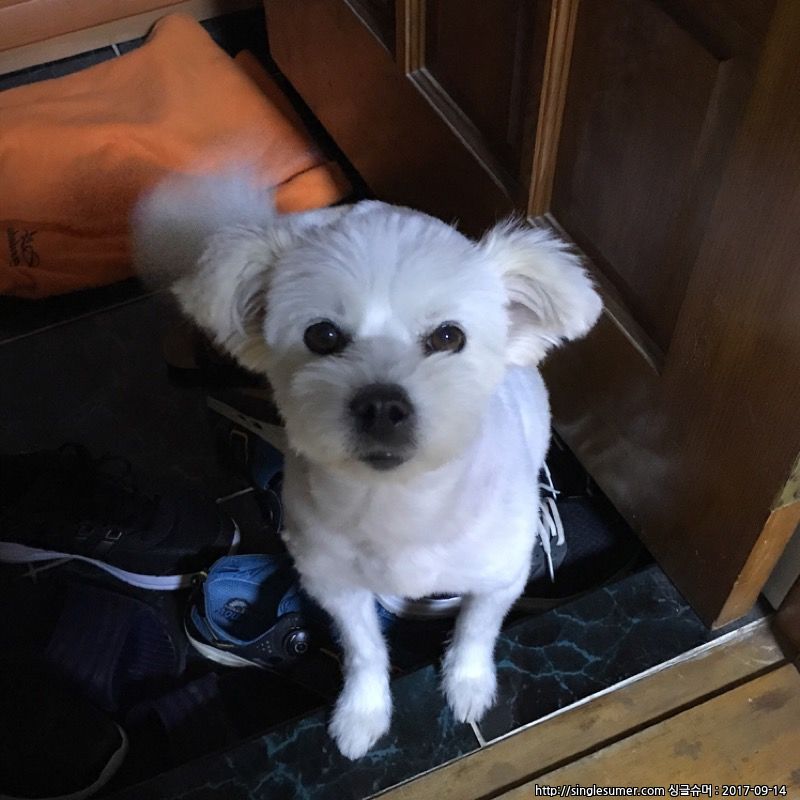 수원에서 잃어버린 아롱이를 찾습니다 2번째 사진