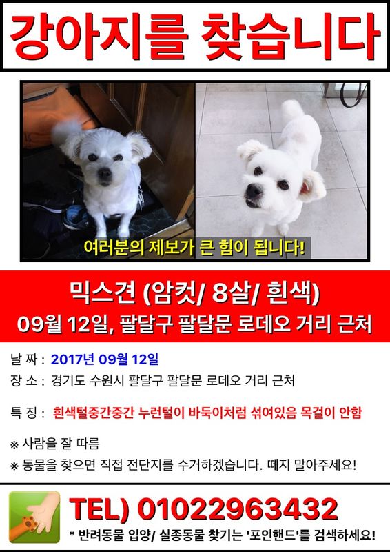 수원에서 잃어버린 아롱이를 찾습니다 4번째 사진