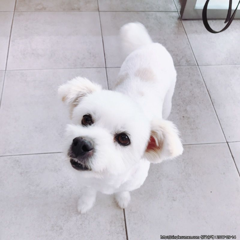 수원에서 잃어버린 아롱이를 찾습니다