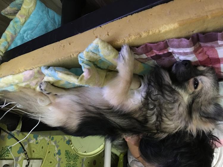 수원 탑동 갈색 포메 암컷 찾아요 2번째 사진