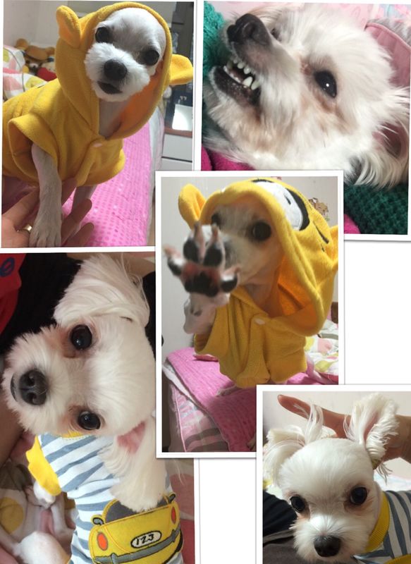 [인천]말티즈(암컷)실종! 사례금50만원.제발도와주세요..