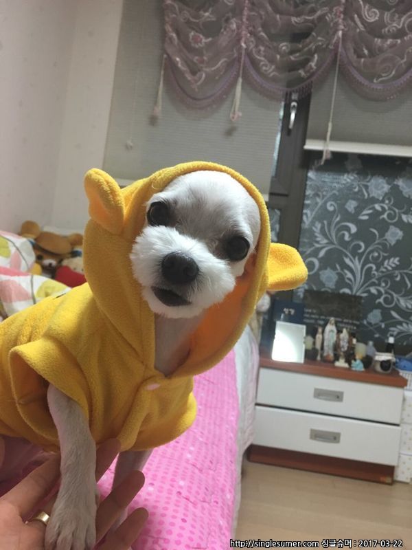 [인천]말티즈(암컷)실종! 사례금50만원.제발도와주세요.. 3번째 사진