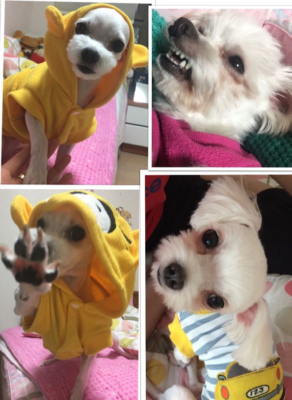 [인천]말티즈(암컷)실종! 사례금50만원.제발도와주세요.. 2번째 사진