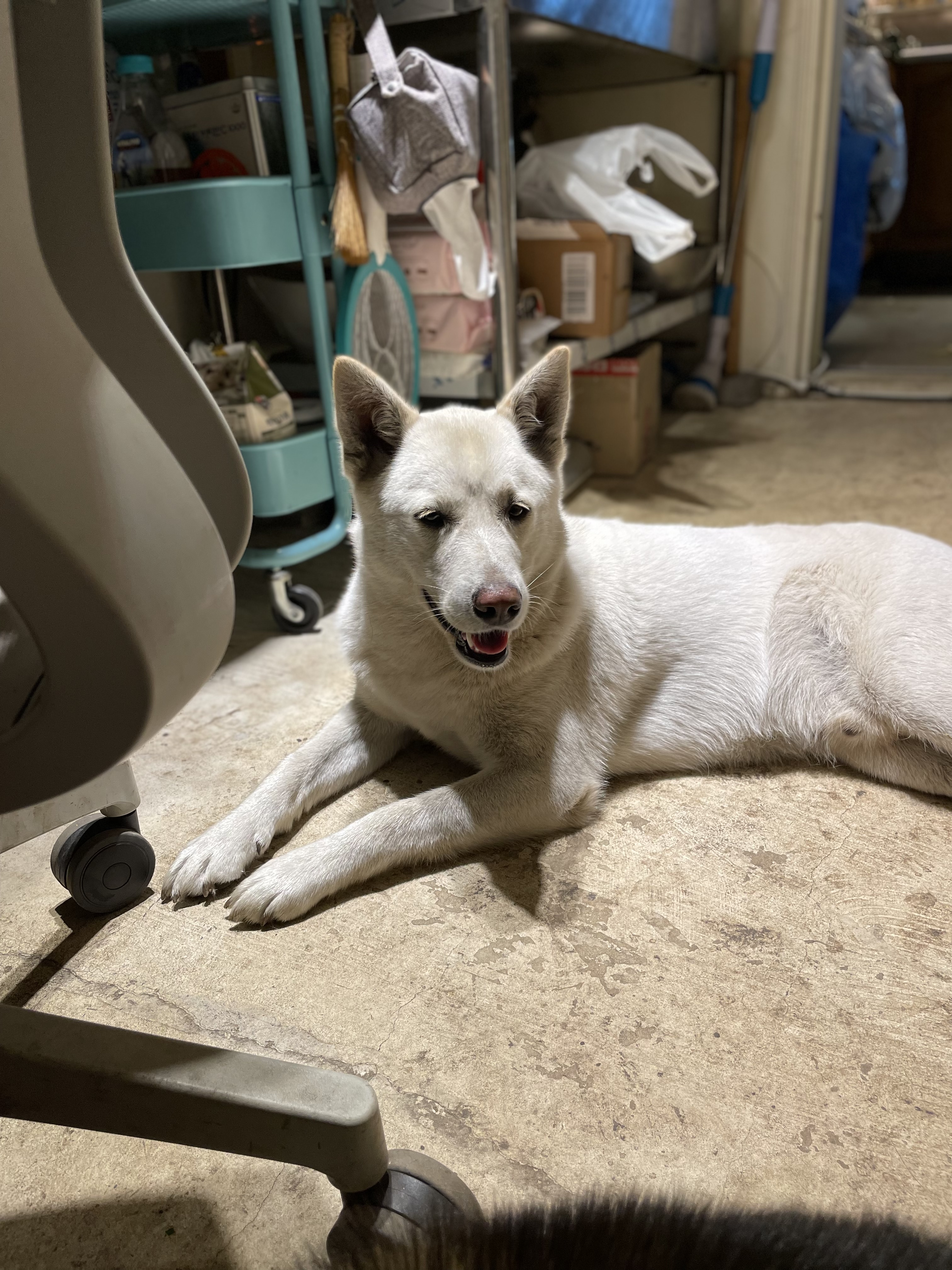 유기견보호센터 강아지보호소 고양이보호소 - 펫찾기 23번째 사진