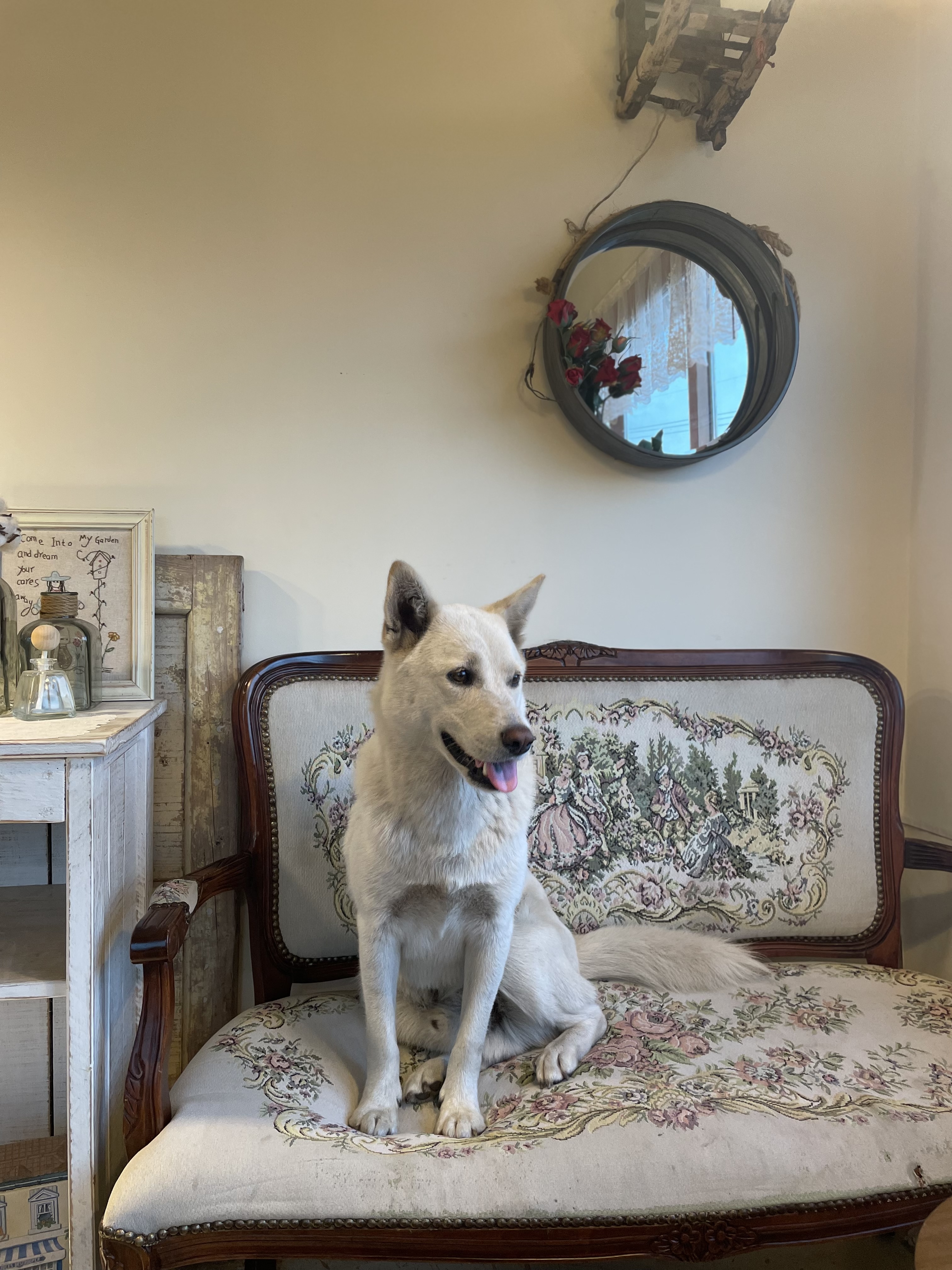 유기견보호센터 강아지보호소 고양이보호소 - 펫찾기 25번째 사진