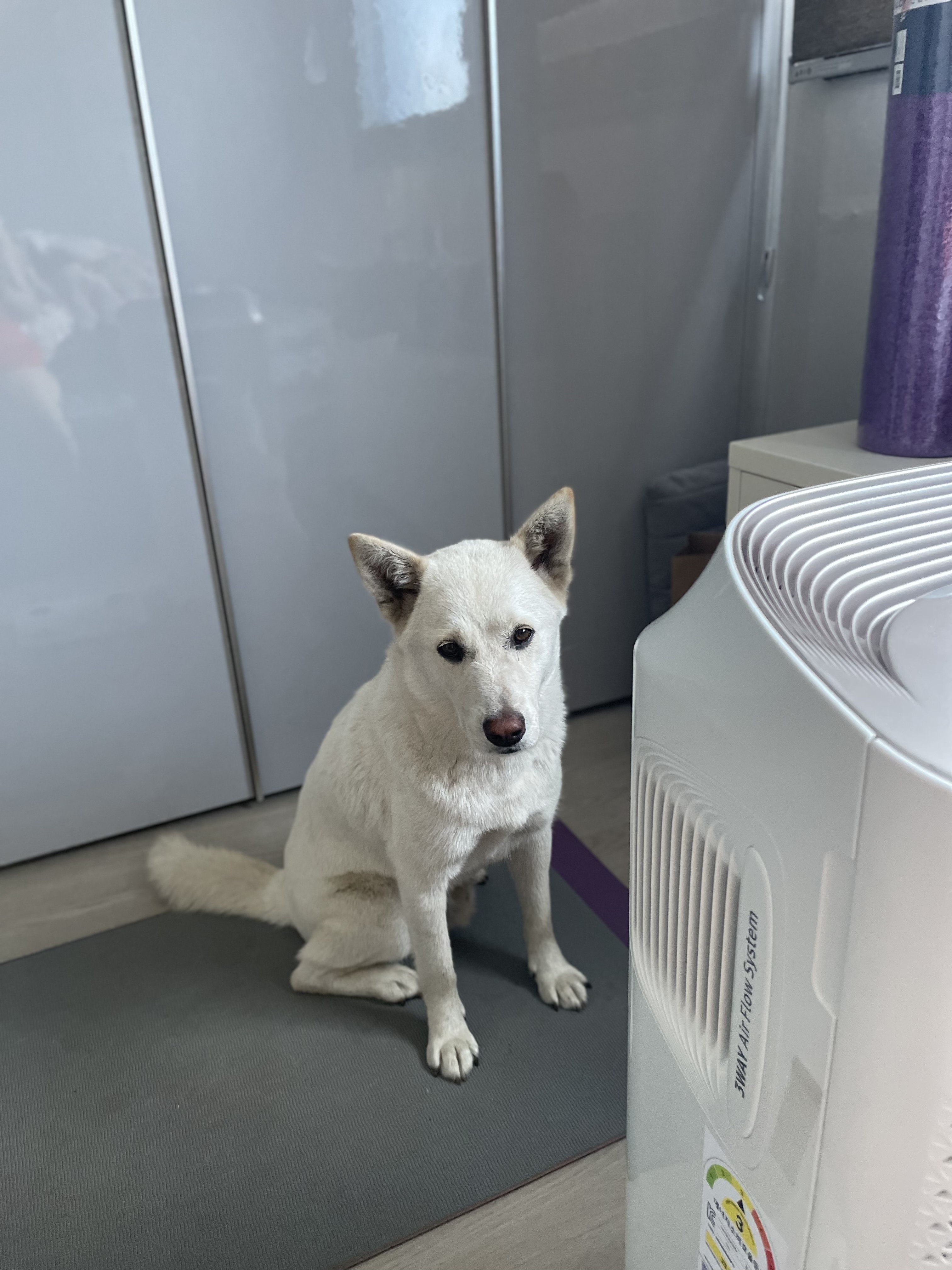 유기견보호센터 강아지보호소 고양이보호소 - 펫찾기 22번째 사진