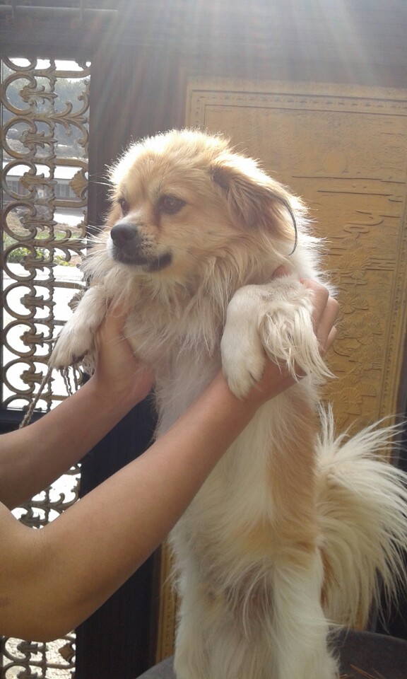 유기견보호센터 강아지보호소 고양이보호소 - 펫찾기 10번째 사진