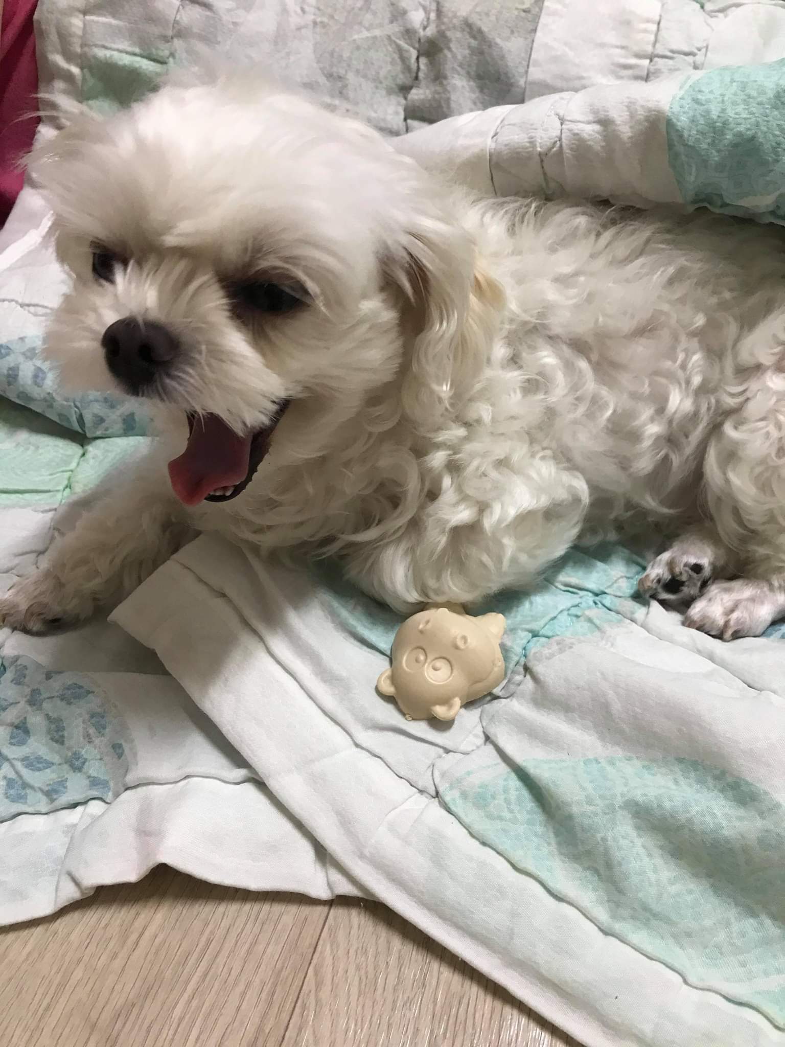 유기견보호센터 강아지보호소 고양이보호소 - 펫찾기 28번째 사진