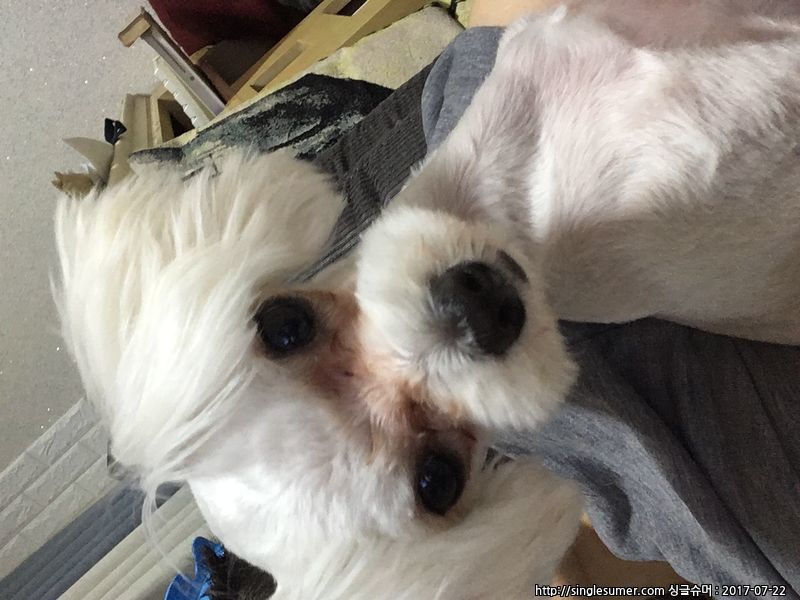 유기견보호센터 강아지보호소 고양이보호소 - 펫찾기 16번째 사진