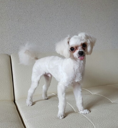 유기견보호센터 강아지보호소 고양이보호소 - 펫찾기 15번째 사진