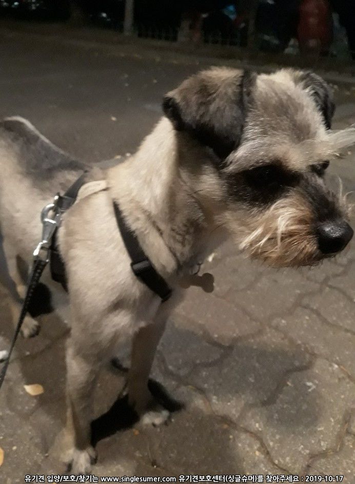 너울이를 찾습니다 3번째 사진