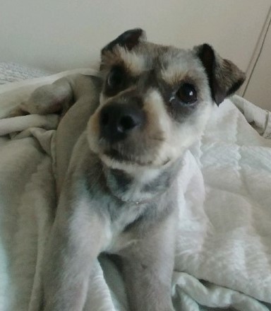 너울이를 찾습니다