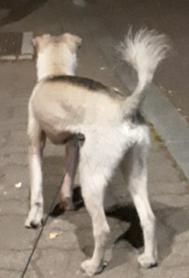 너울이를 찾습니다 2번째 사진