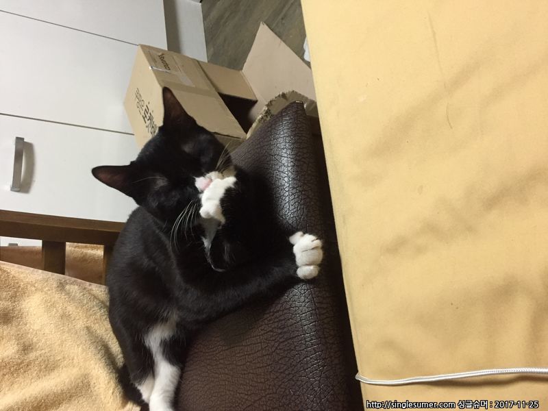 고양이 찾아요(서울시립대 근처) 3번째 사진