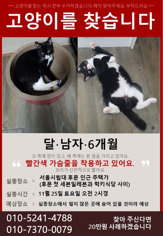 고양이 찾아요(서울시립대 근처)